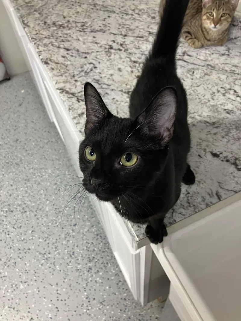 An adult medium-sized female Domestic Short Hair cat named Heist for adoption in Brighton, MI