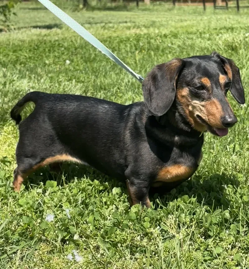 A senior small-sized female Black Miniature Dachshund dog named Amelia  Ohio Only for adoption in Lebanon, OH