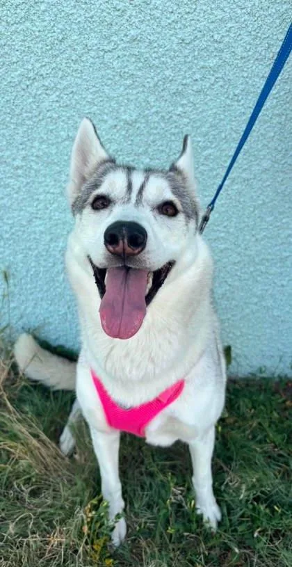 An adult medium-sized female Siberian Husky dog named Nita for adoption in McCook, NE