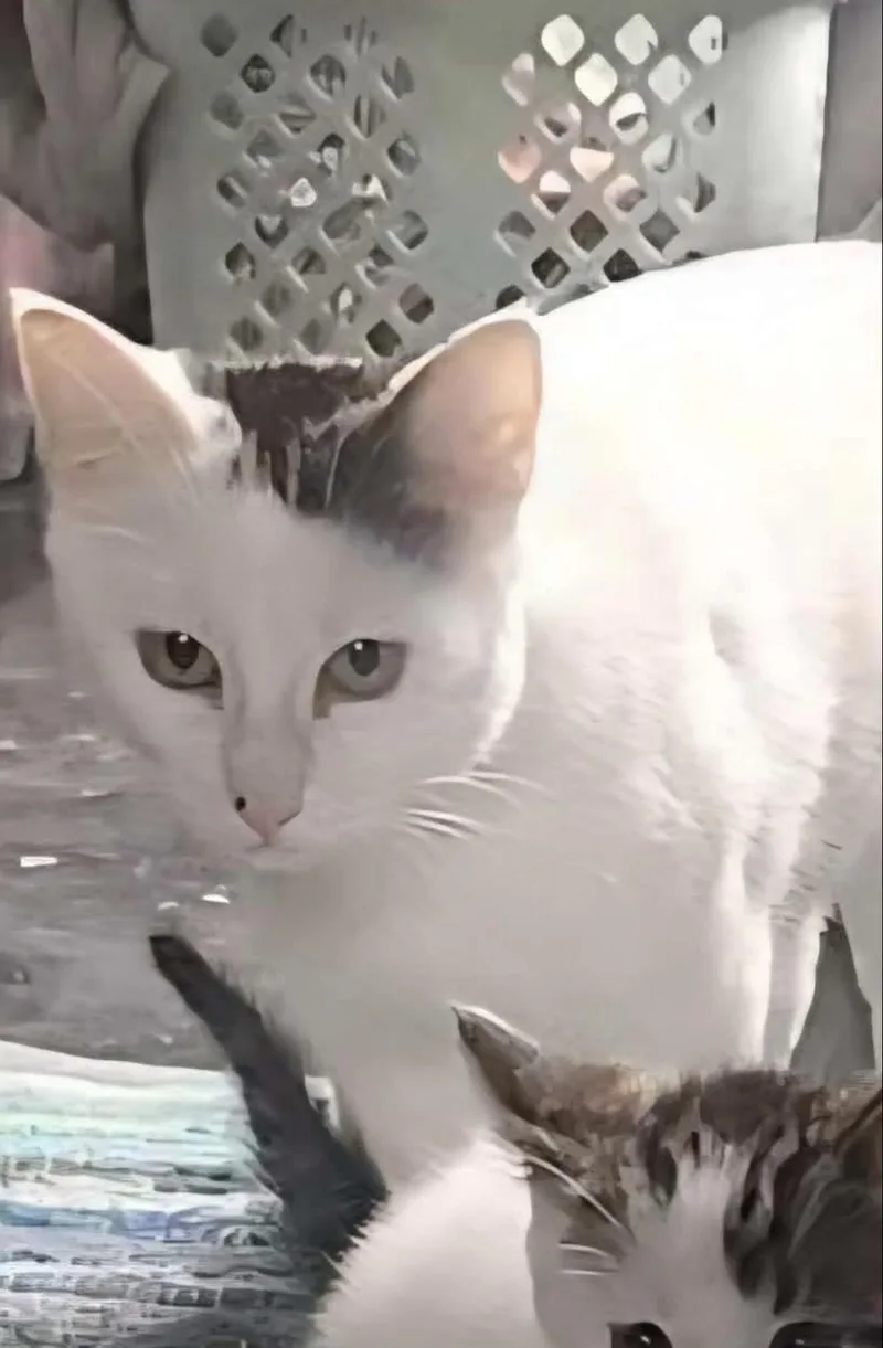 An adult medium-sized female White Domestic Short Hair cat named Fern for adoption in Hellertown, PA