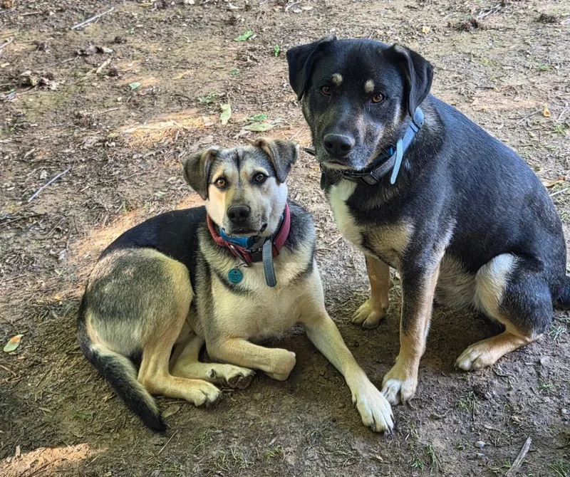 An adult medium-sized male Labrador Retriever dog named Smokey for adoption in Crossville, TN