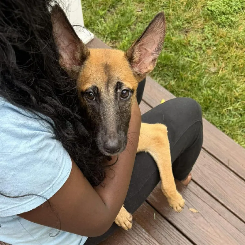 A baby medium-sized female Yellow / Tan / Blond / Fawn Belgian Shepherd / Malinois dog named Blu for adoption in Stephens City, VA