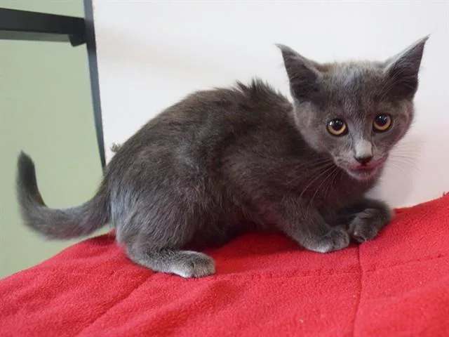 A baby small-sized female Domestic Short Hair cat named Dior for adoption in Sacramento, CA