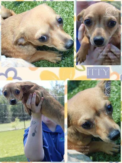 A baby small-sized female Mixed Breed dog named Itty for adoption in Kenansville, NC