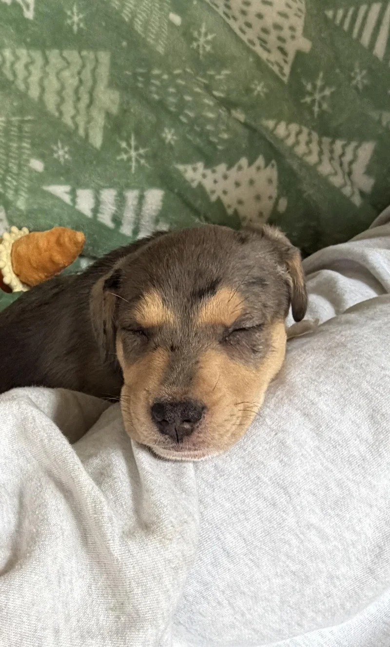 A baby large-sized female Merle (Blue) Pit Bull Terrier dog named Whisper for adoption in Simsbury, CT