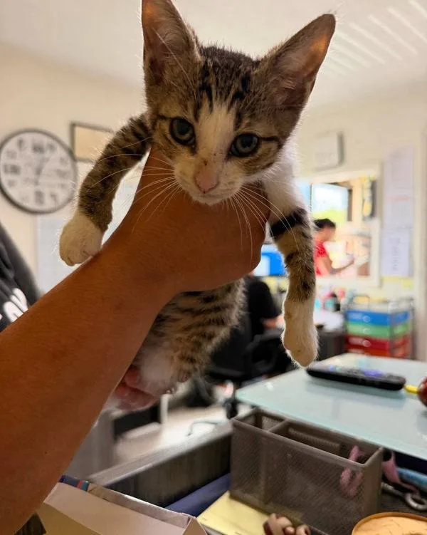 A baby small-sized male Domestic Short Hair cat named Bryer for adoption in Morristown, TN
