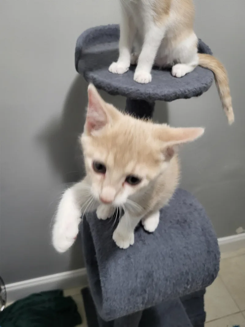 A baby small-sized female Domestic Short Hair cat named Sage Stevens for adoption in Somerset, KY
