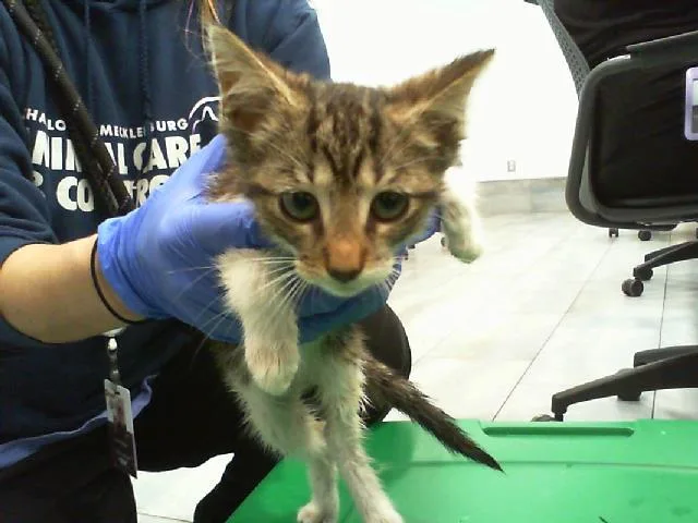 A baby small-sized female Domestic Short Hair cat named A for adoption in Charlotte, NC