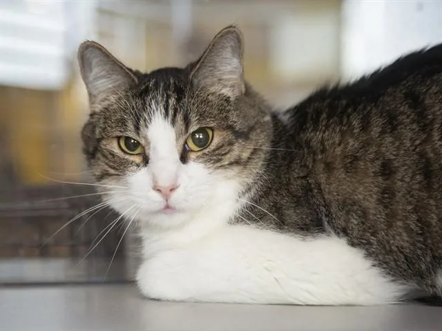 An adult small-sized male Domestic Short Hair cat named Brave Baby for adoption in Phoenix, AZ