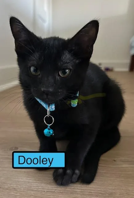 A baby medium-sized male Domestic Short Hair cat named Dooley for adoption in Zimmerman, MN
