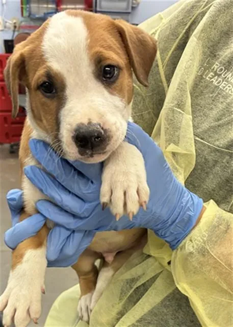 A baby small-sized male Pit Bull Terrier dog named Eggo for adoption in Phoenix, AZ