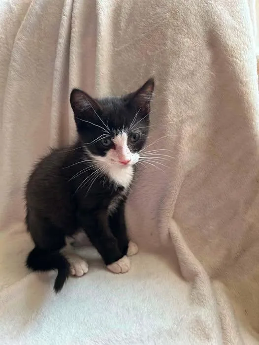 A young medium-sized male Black & White / Tuxedo Domestic Short Hair cat named Charlie for adoption in Reading, PA