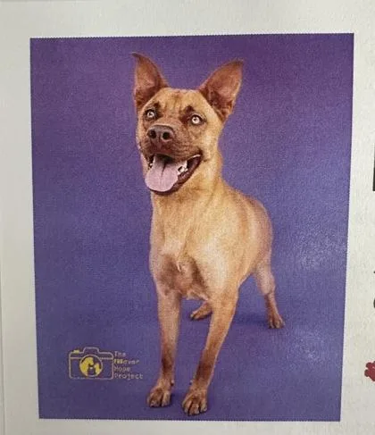 A young large-sized female Terrier dog named Nutmeg for adoption in Palm Coast, FL