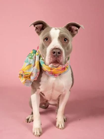An adult large-sized female Mixed Breed dog named Pen for adoption in Atlanta, GA