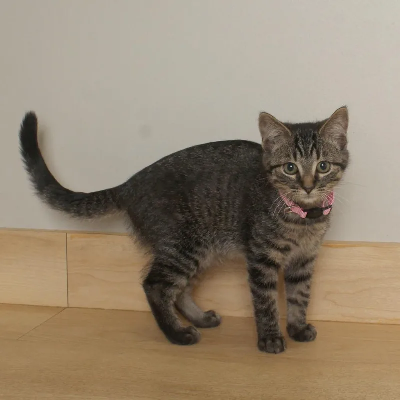 A baby small-sized female Gray / Blue / Silver Domestic Short Hair cat named Frolic C for adoption in Minnetonka, MN
