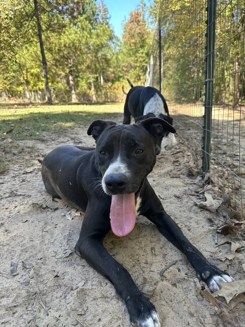 An adult medium-sized male Terrier dog named Willard for adoption in Ruston, LA