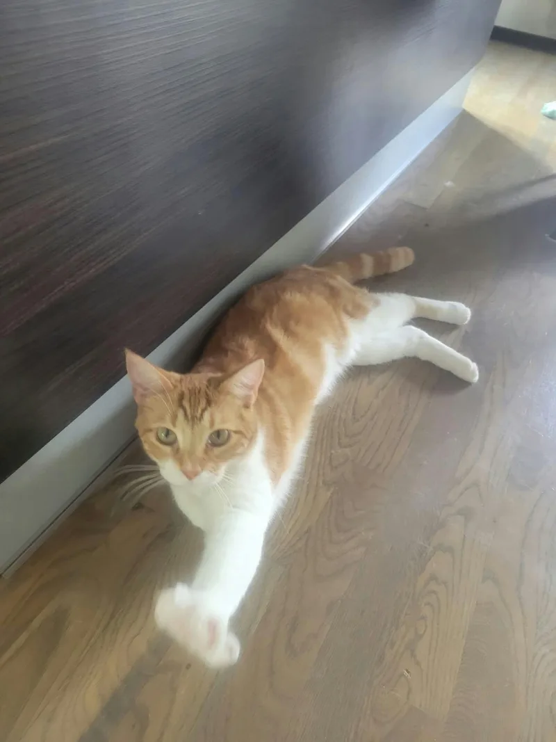 A baby medium-sized female Tabby (Orange / Red) Domestic Short Hair cat named Barbie for adoption in Houston, TX
