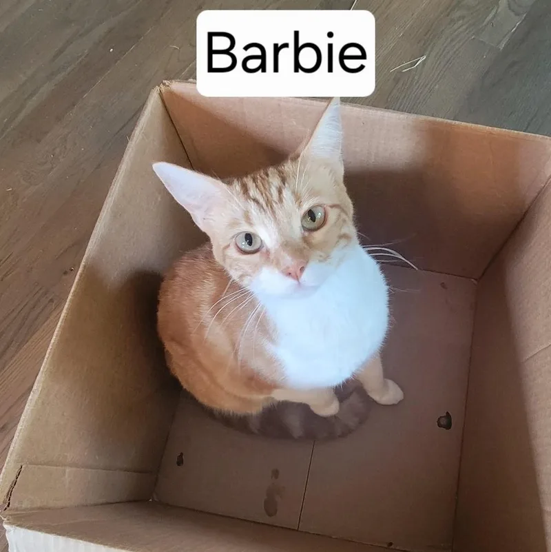 Barbie thumbnail 4