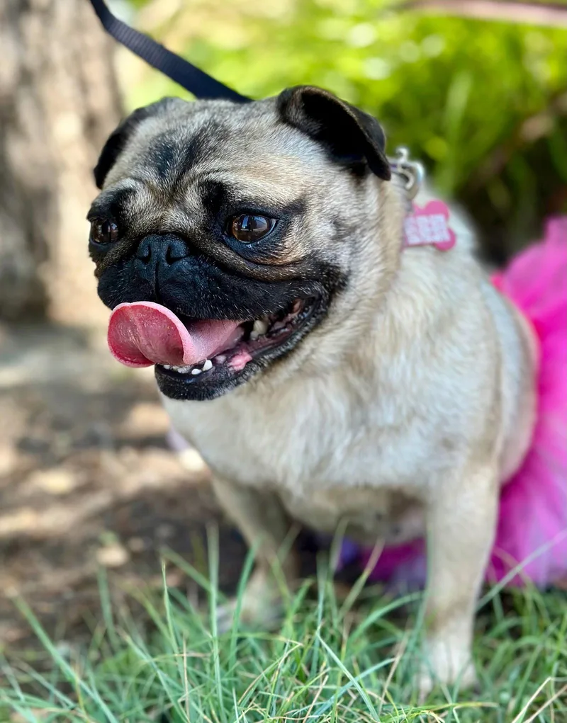 An adult small-sized female Pug dog named Pinwheel for adoption in Palo Alto, CA