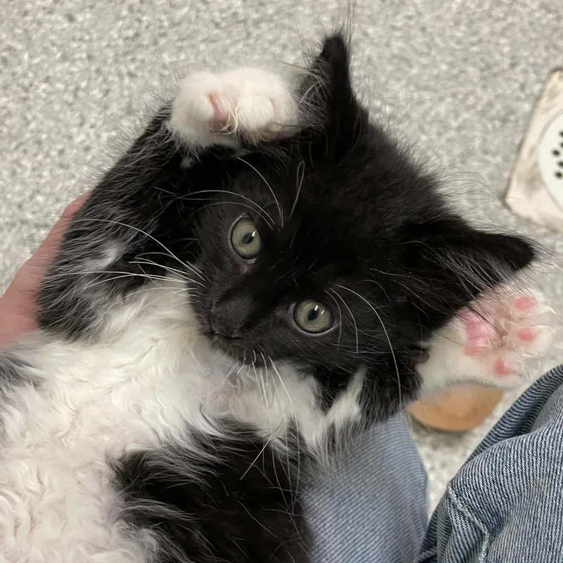 A baby small-sized male Black Domestic Short Hair cat named Viridian for adoption in Enfield, NH