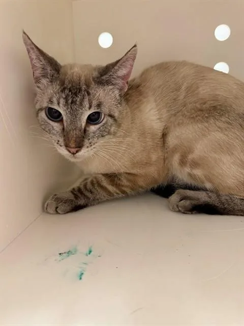 A young small-sized male Domestic Short Hair cat named Kylo for adoption in Ontario, CA