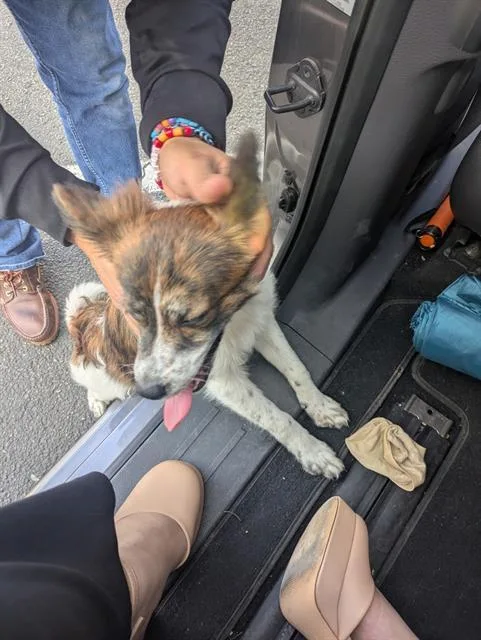 A young medium-sized female Terrier dog named Copper Pot for adoption in San Antonio, TX