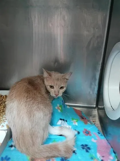 An adult medium-sized male Domestic Medium Hair cat named Sunny for adoption in El Paso, TX