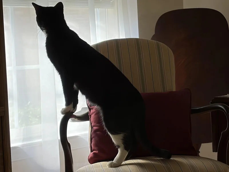 A young medium-sized male Black & White / Tuxedo Domestic Short Hair cat named Tuck for adoption in Beltsville, MD