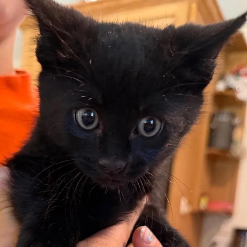 A baby small-sized male Black Domestic Long Hair cat named Weston for adoption in Klamath Falls, OR