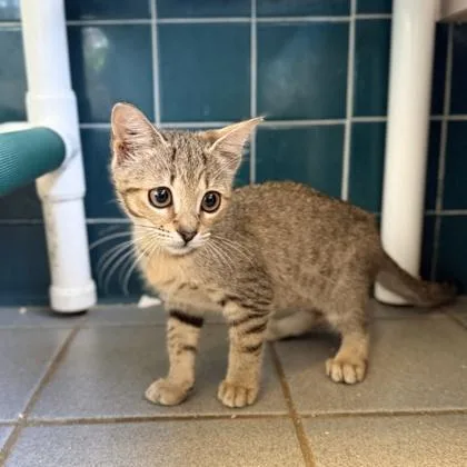 A baby small-sized female Domestic Short Hair cat named Mashle for adoption in Honolulu, HI