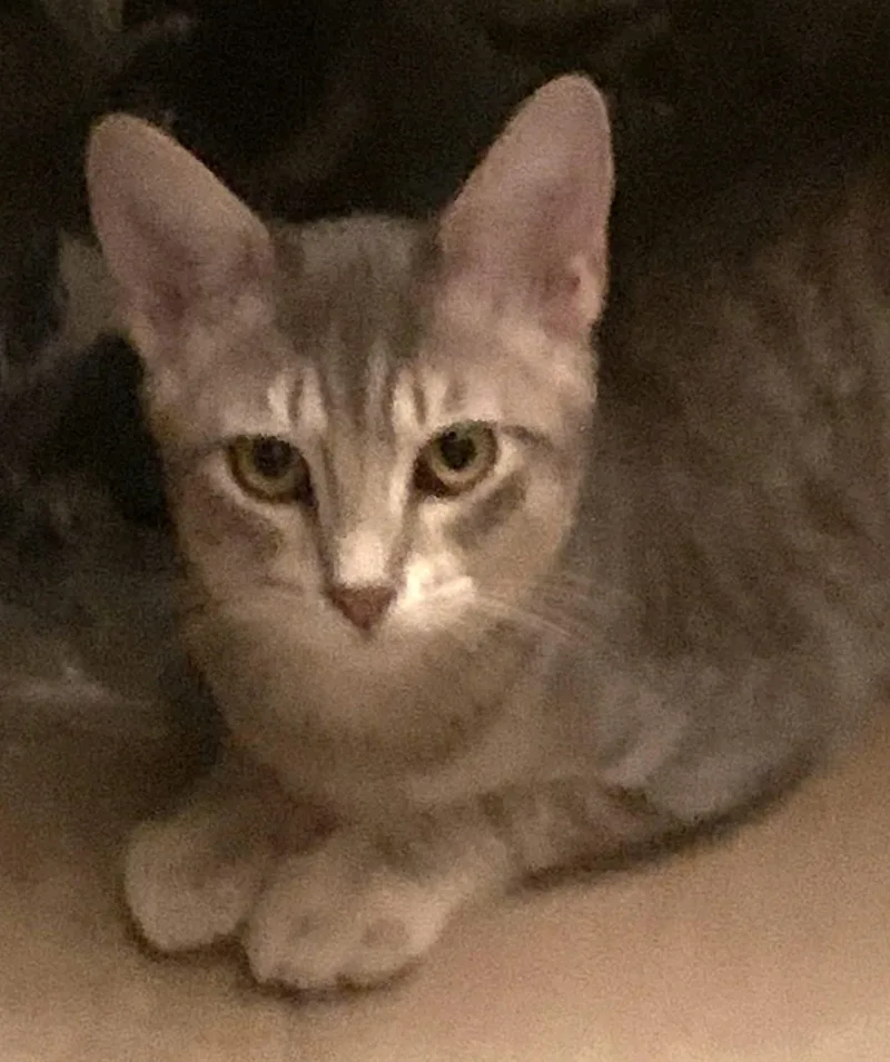 Meet Willow — A
