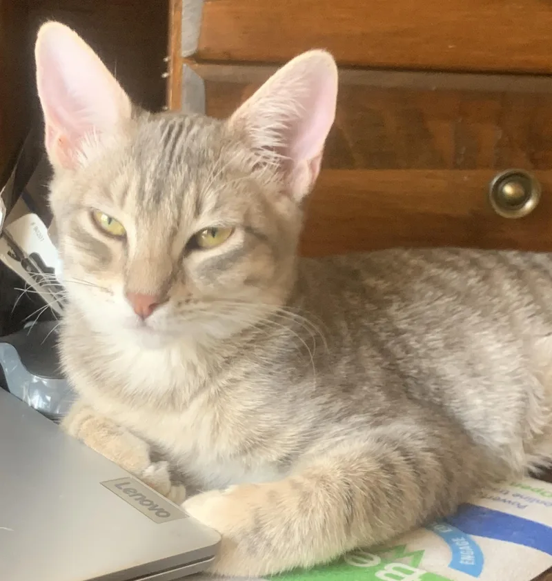 Meet Willow — A thumbnail 2