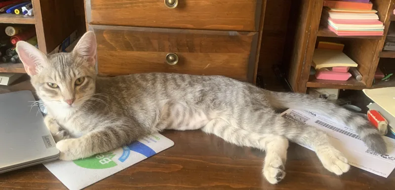 Meet Willow — A thumbnail 3
