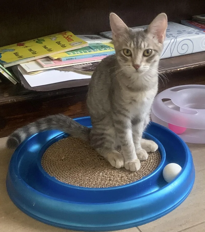 Meet Willow — A thumbnail 4