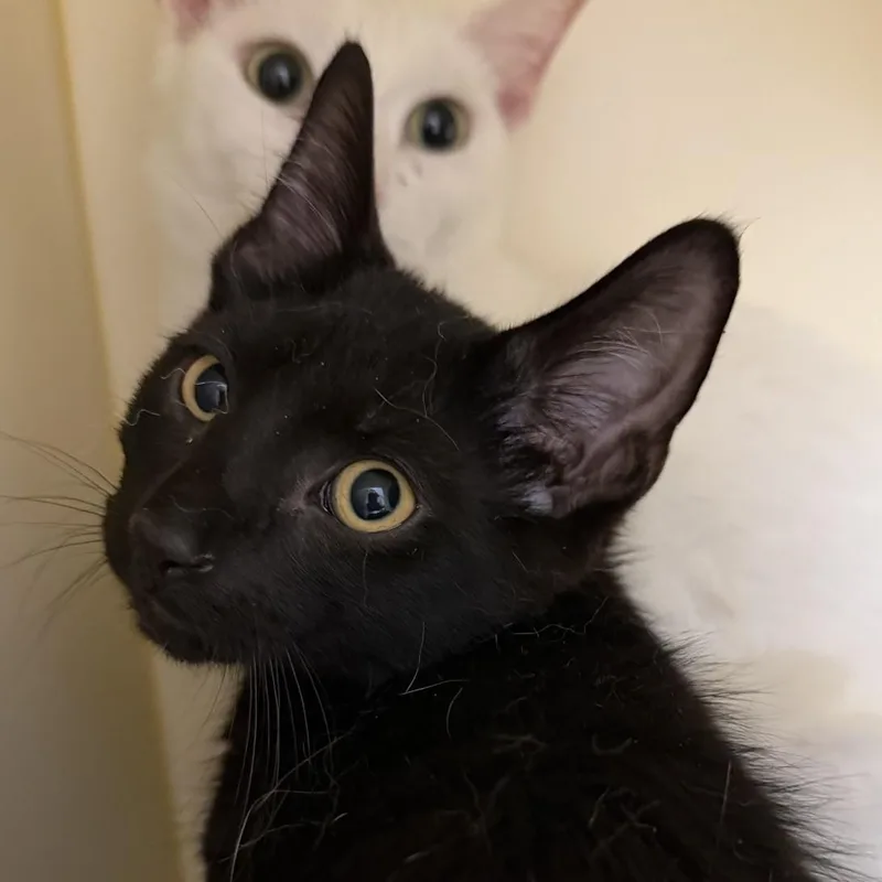 A baby medium-sized male Black Domestic Short Hair cat named Walter for adoption in Cooperstown, NY