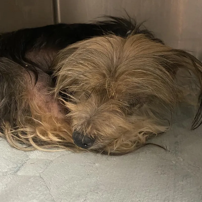 A senior small-sized male Black Mixed Breed dog named Silly Billy for adoption in Charleston, WV
