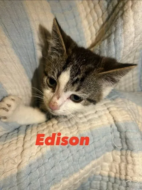 A baby small-sized male Tabby (Brown / Chocolate) Domestic Short Hair cat named Edison for adoption in Davison, MI