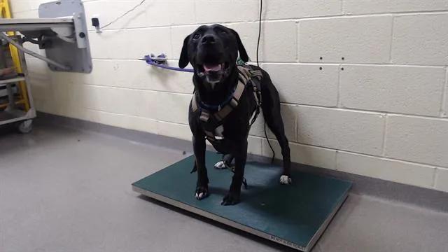 An adult large-sized male Pit Bull Terrier dog named Cameron for adoption in Denver, CO