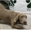 Cashew thumbnail 2