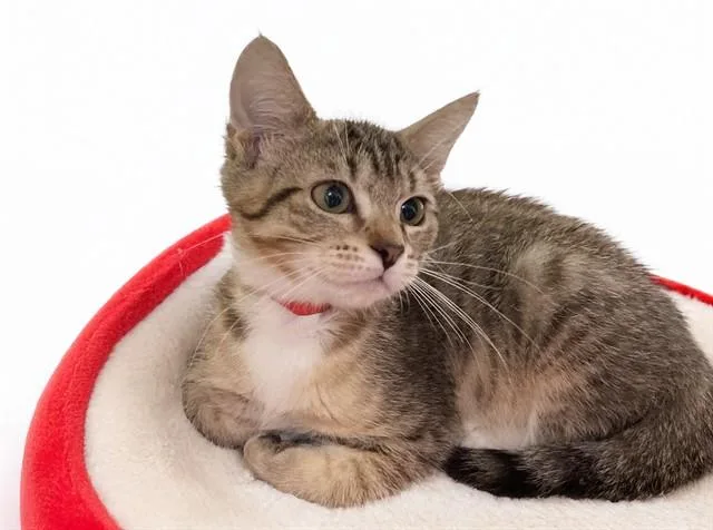 A baby medium-sized female Domestic Short Hair cat named Norma for adoption in Fort Lauderdale, FL
