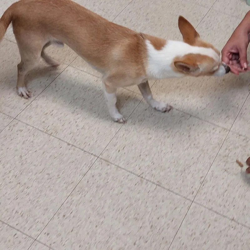 Chester thumbnail 3