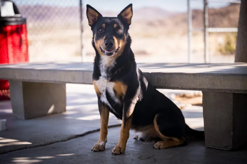 A young medium-sized male Australian Cattle Dog / Blue Heeler dog named Horton for adoption in Twentynine Palms, CA