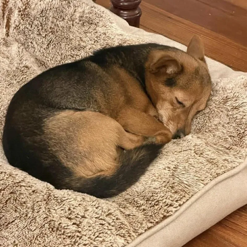 An adult small-sized female Chihuahua dog named Milly for adoption in Groveland, MA