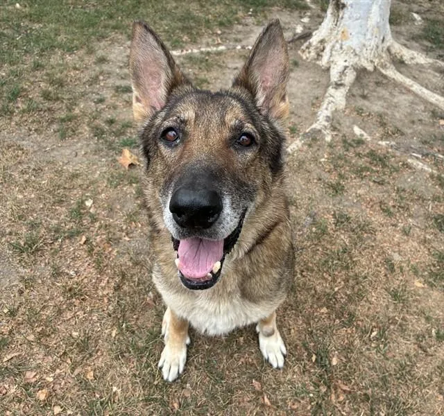 An adult large-sized female German Shepherd Dog dog named Wilma for adoption in Riverside, CA