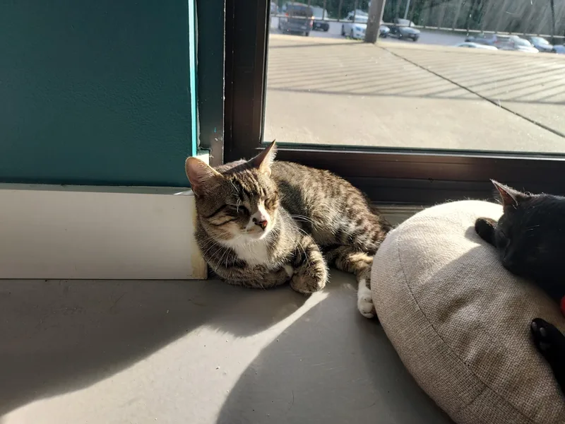 A young medium-sized male Tabby (Brown / Chocolate) Domestic Short Hair cat named Mufasa Bonded With Simba for adoption in Ellicott City, MD