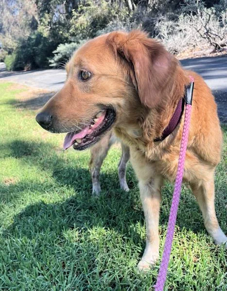 An adult medium-sized female Golden Retriever dog named Suzie Q for adoption in Los Angeles, CA