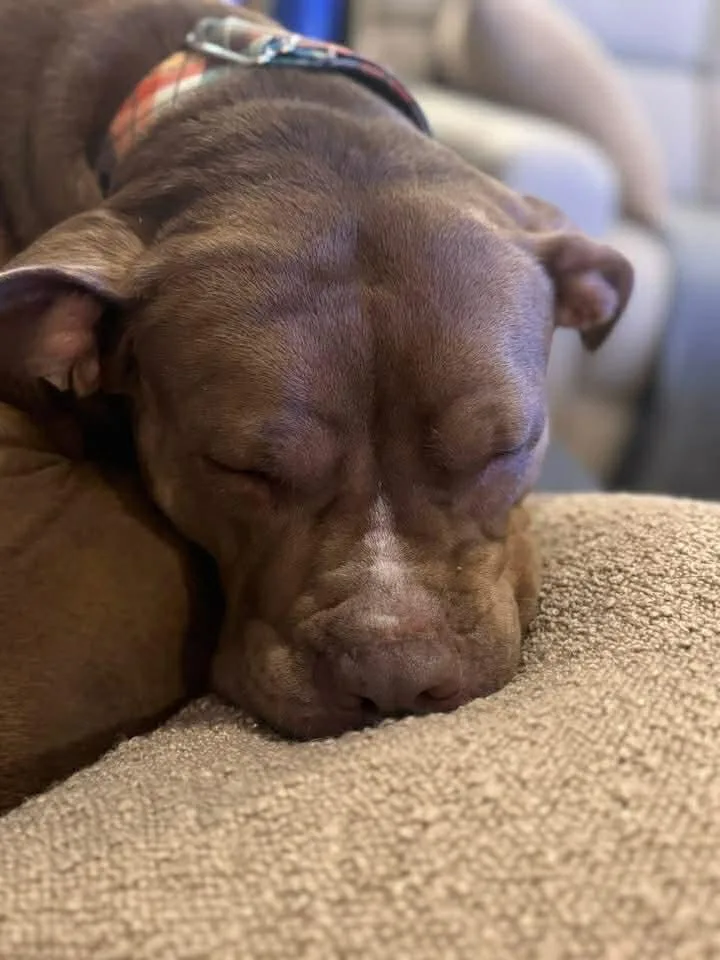 An adult large-sized female Brown / Chocolate American Bulldog dog named Miss Libby for adoption in Marlton, NJ