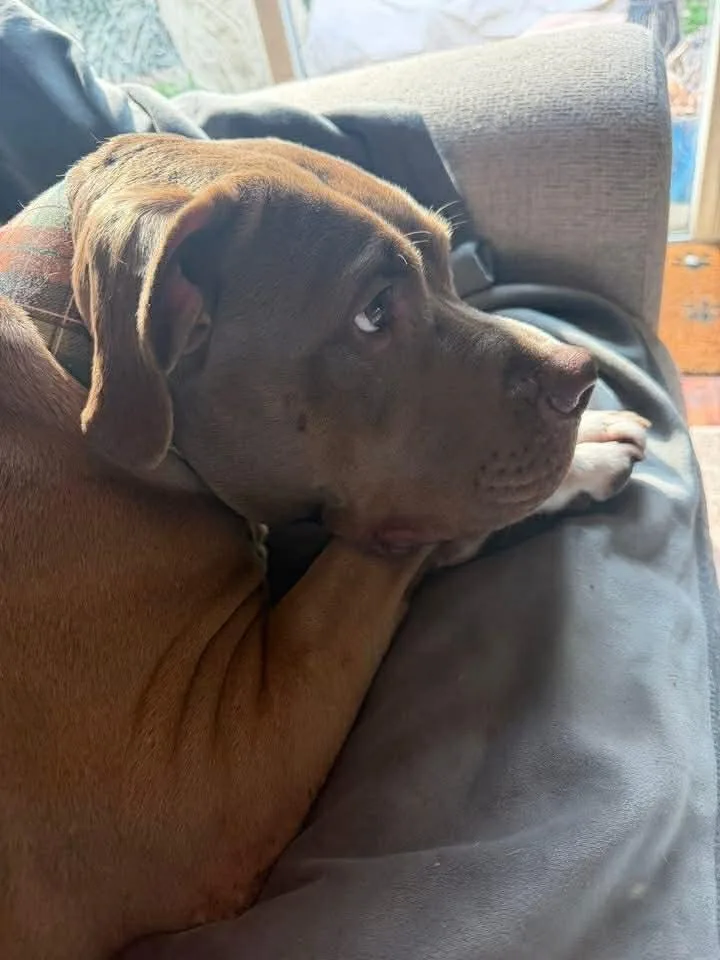 Miss Libby thumbnail 3