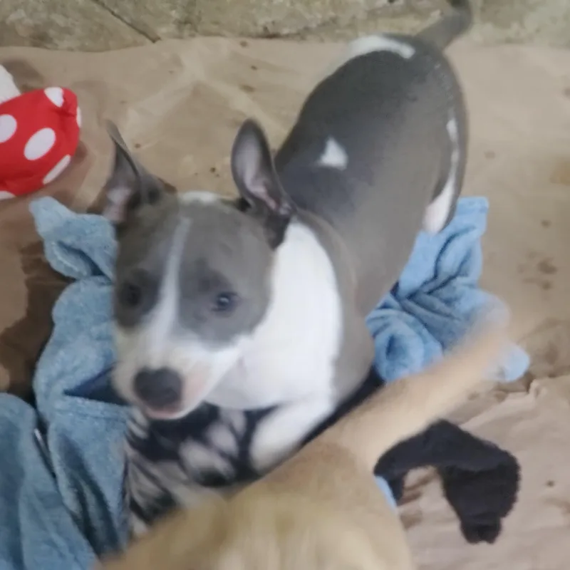 A baby medium-sized female Black Pit Bull Terrier dog named Gracie for adoption in Albany, NY