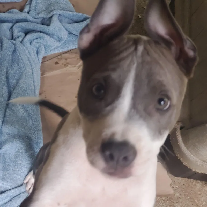 Gracie thumbnail 2